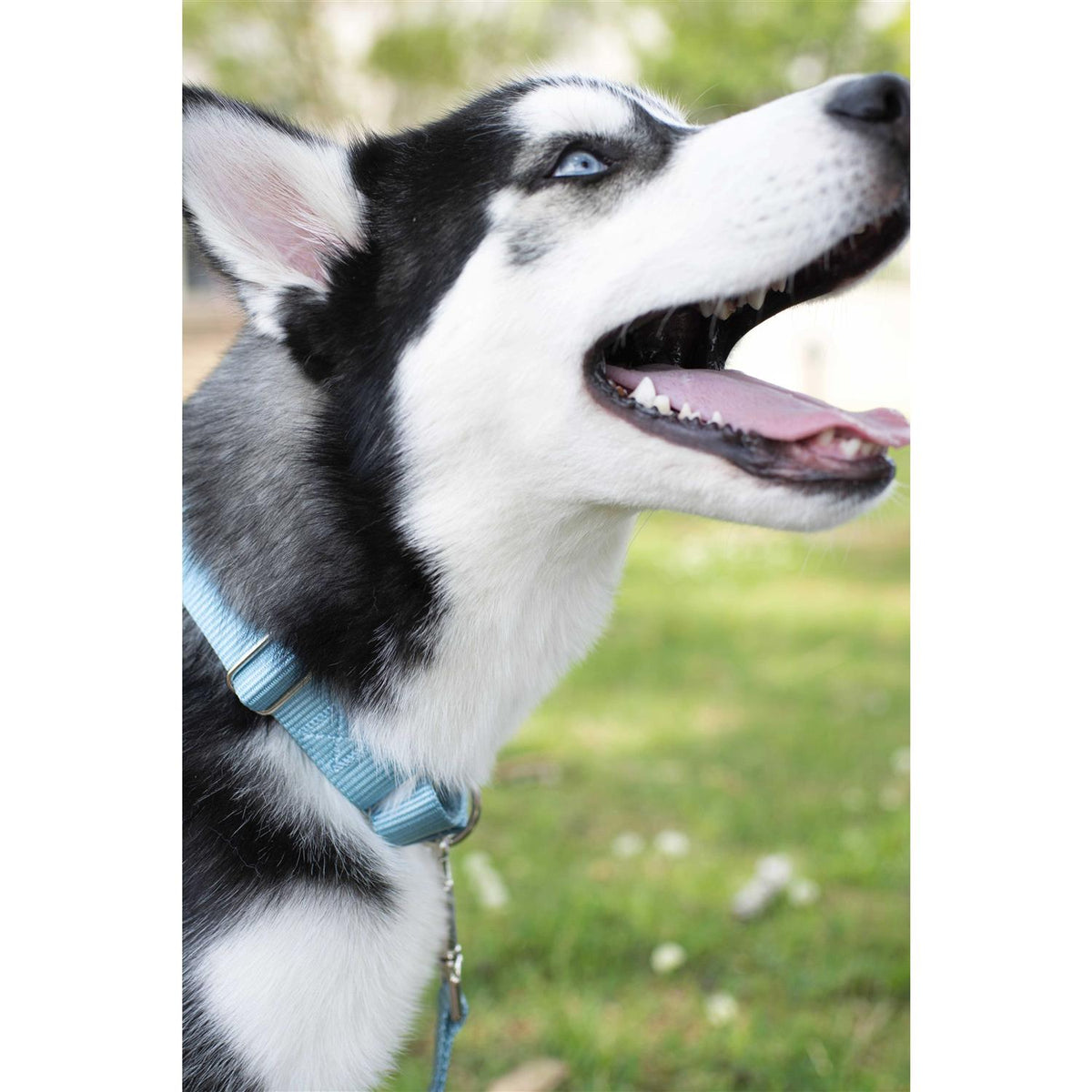 Nylon Martingale Dog Collar O261