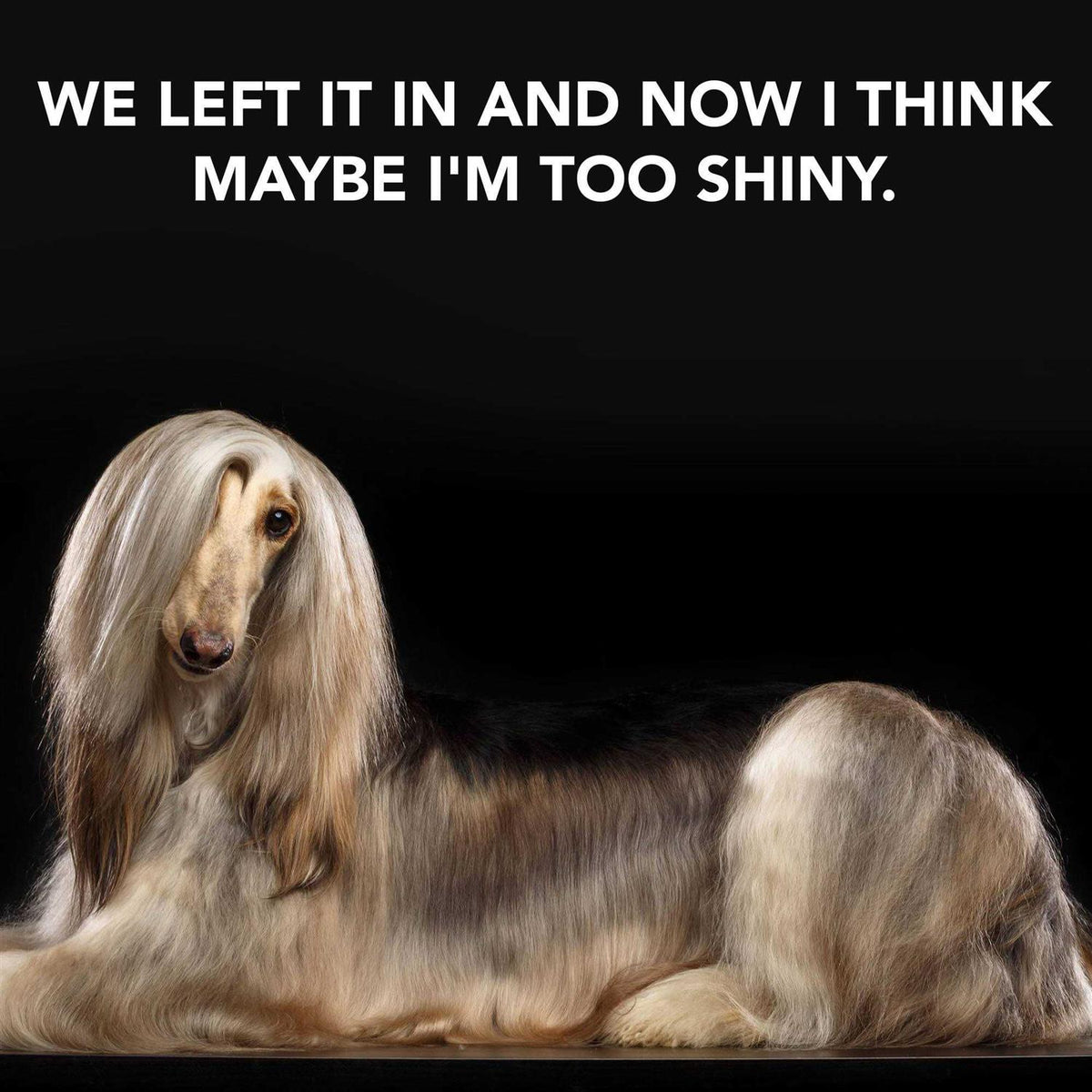 Leave in Conditioner Treatment for Dogs K148