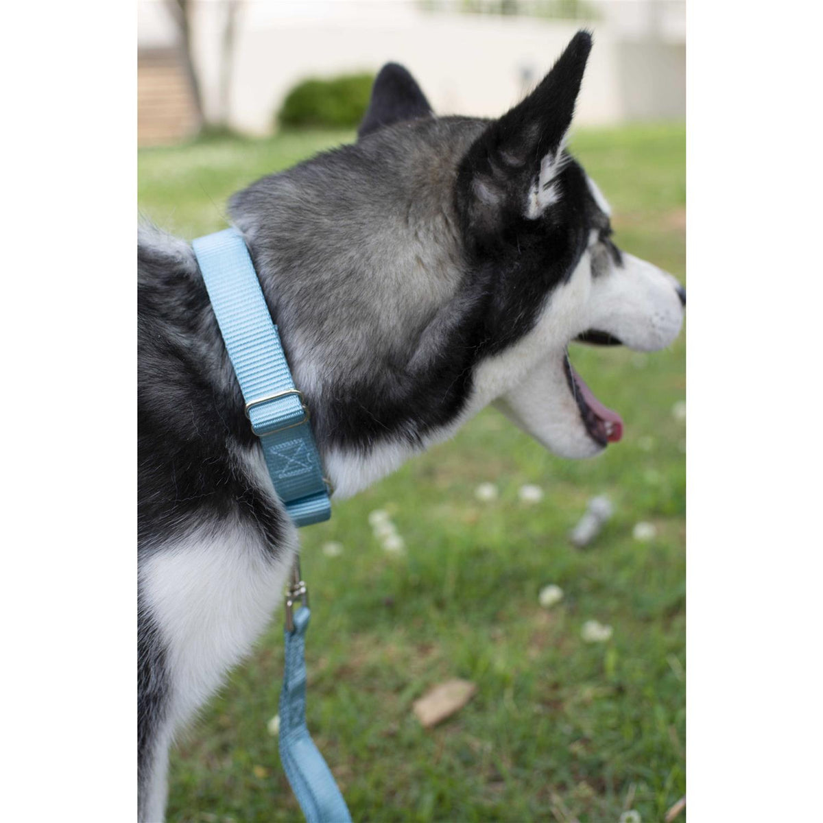 Nylon Martingale Dog Collar O261