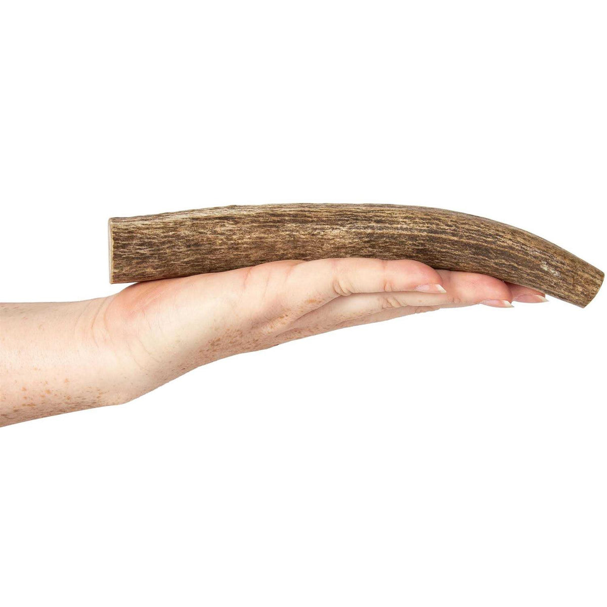 Elk Antlers for Dogs P3044