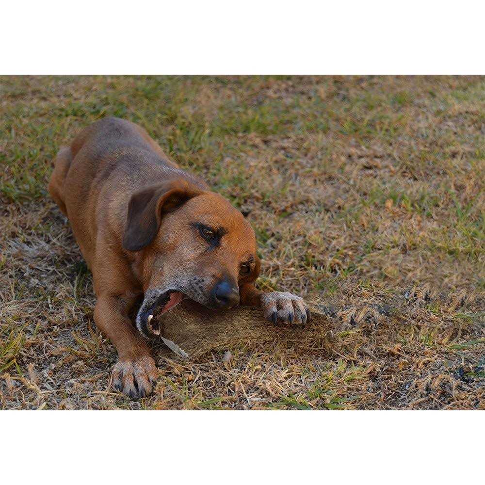 Elk Antlers for Dogs P3044