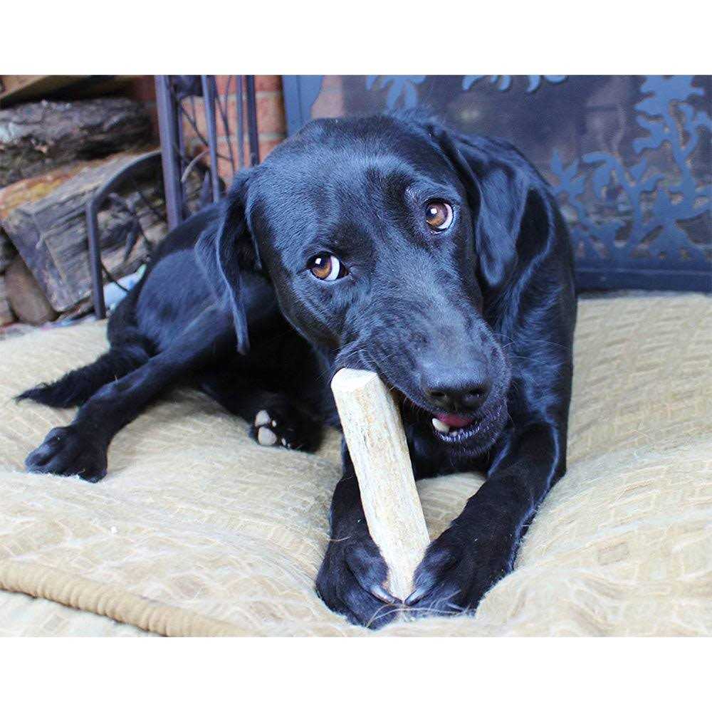 Elk Antlers for Dogs P3044